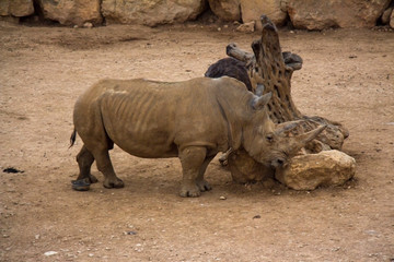 Fototapeta premium rhinoceros standing on sandy surface in reserve