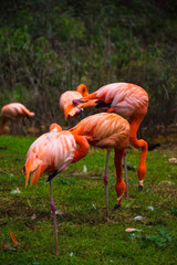 beautiful pink flamingos standing on green grass in reserve at summer sunny day 