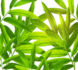 Fototapeta na wymiar Green galangal leaves pattern isolated on white background