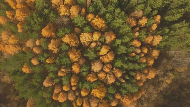 Aerial footage of colorful forest in autumn season. Yellow and green trees