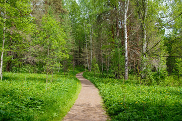 bright green grass and forest at the edges of the walkway