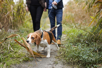 Happy young couple jogging with their beagle dog in the park
