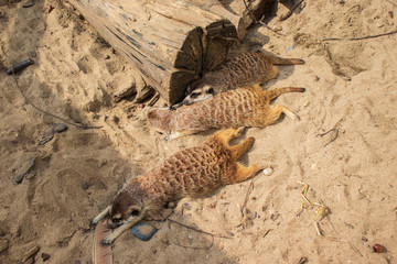 Meerkats get plenty of rest on a peaceful afternoon.