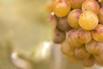 Beautiful close-up with white grape ready for harvest