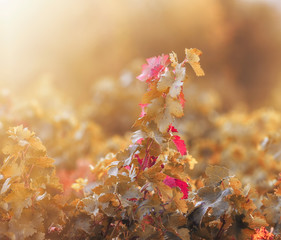 Beautiful branch of autumn vineyard at sunrise