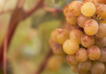 Close-up with white grape ready for harvest