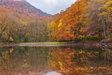 Fototapeta na wymiar Towada Hachimantai National Park in autumn