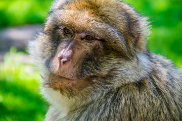 Macaque de Barbarie ou Magot.