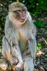 Macaque de Barbarie ou Magot.