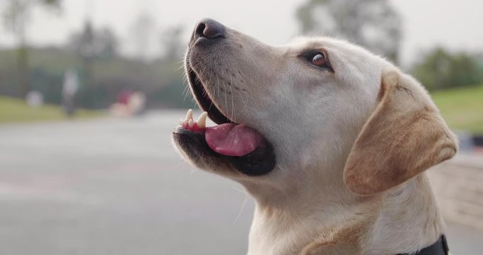 Side  view of beautiful Labrador dog open mouth simile looking at het master outdoor in the park