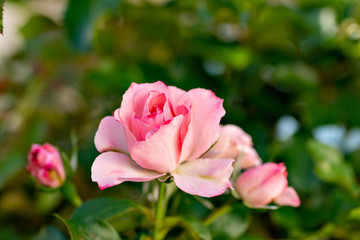 Pink vine roses in full bloom in garden