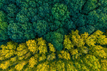 Naklejka premium Top down photo of a forest with yellow and green trees 