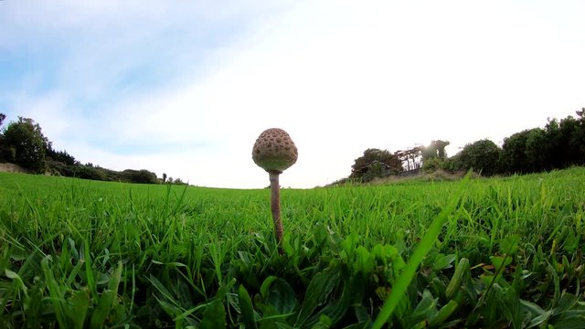 Last standing wild macrolepiota procera mushroom plant being destroyed by a human leg