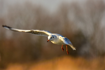 The black-headed gull (Chroicocephalus ridibundus) in flight
