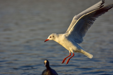 Fototapeta na wymiar The black-headed gull (Chroicocephalus ridibundus) in flight