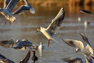 Fototapeta na wymiar The black-headed gull (Chroicocephalus ridibundus) in flight