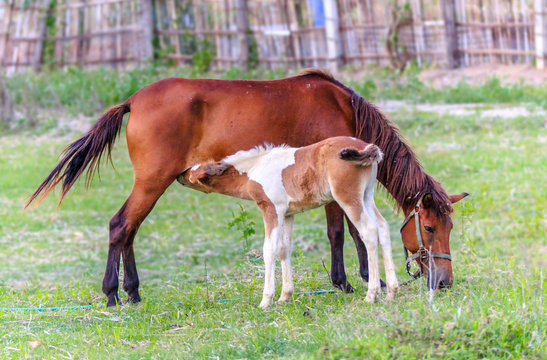 The male horse is eating milk from the mother.