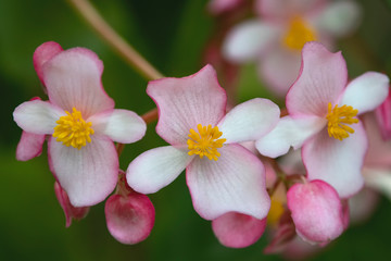 Pink and white begonia