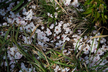 sakuradrops in the forest