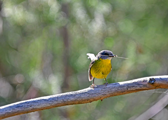 Eastern yellow robin