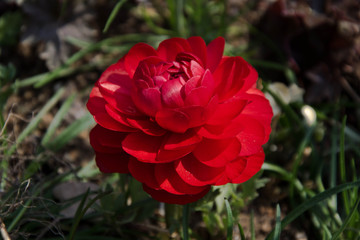 red rose in the garden