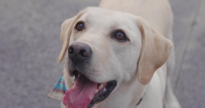 High angle view of beautiful Labrador dog open mouth simile looking up at het master waiting for playing game outdoor in the park