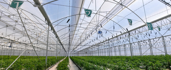 interior de invernadero de hidroponia industrial grande 