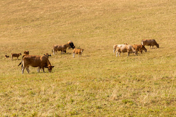 Herd of cows on the field during the rain.