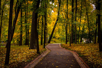 Obraz premium The road in the fall park. Autumn forest.