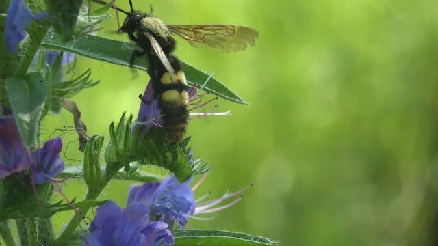 Sphecius speciosus in family Crabronidae, cicada killer or cicada hawk, is large digger wasp species. Fflies around wild flower with blue buds