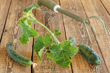 Cucumbers with green leaves on wooden boards.