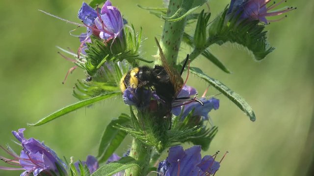 Sphecius speciosus in family Crabronidae, cicada killer or cicada hawk, is large digger wasp species. Fflies around wild flower with blue buds