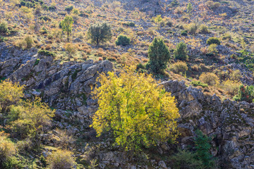 First fall colors in the mountains of Madrid, Spain