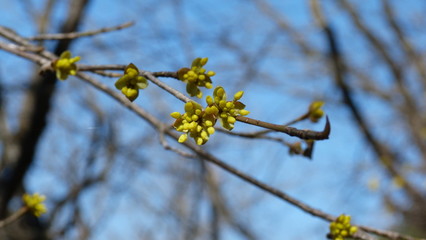 Flowering tree in early spring