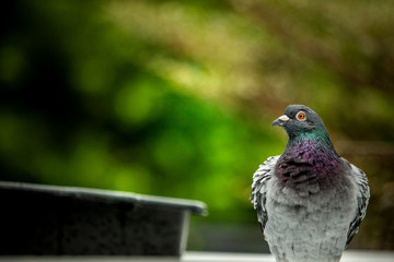 close up homing pigeon bathing in green park