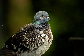 close up feather of homing pigeon bathing in green park
