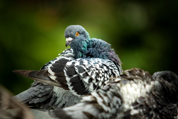 Obraz premium homing pigeon preen feather in green park