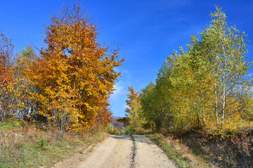 Forest road in  autumn sunny day.