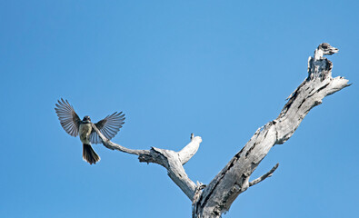GREY FANTAIL