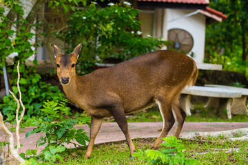 Roe deer in zoo. Young brown roe deer in a zoo.