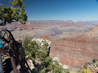 Trees Overlooking the Grand Canyon