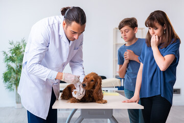 Vet doctor examining golden retriever dog in clinic