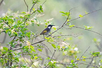 New Holland Honeyeater 