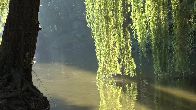 Sunny day on the shore of a small river