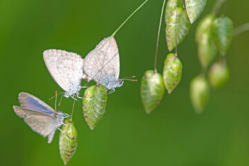 small butterflies in early summer