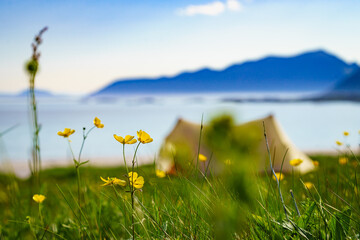 Flowers and tent on sea shore, Lofoten Norway