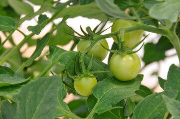 Planta con tomates verdes 