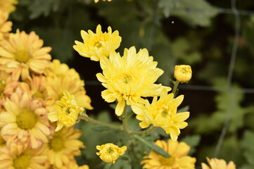 yellow flowers in the garden