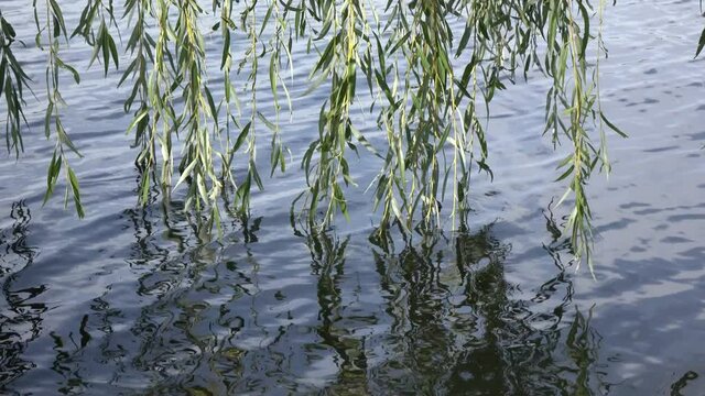 Thin branches of a tree in water
