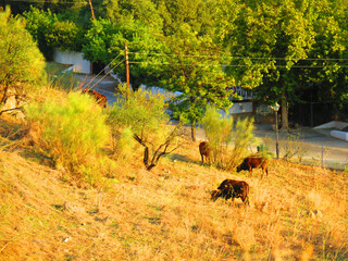 Cows with horns and bell grazing in rough meadow